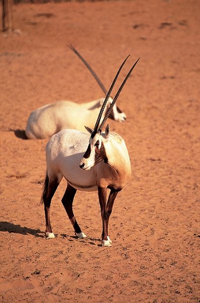 nEO_IMG_nEO_IMG_lux3081de-95828-Oryx pair